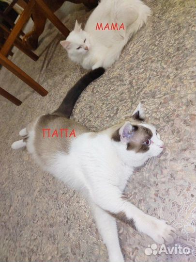 Котята в добрые руки