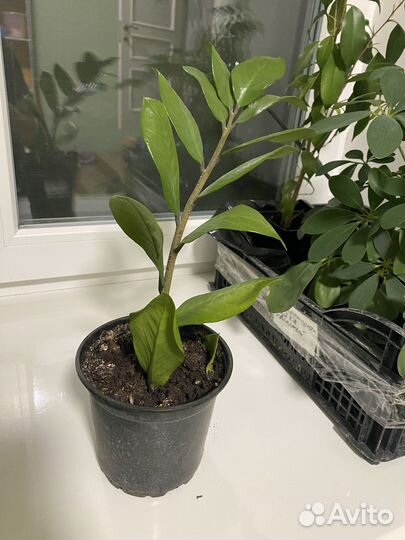 Комнатные цветы