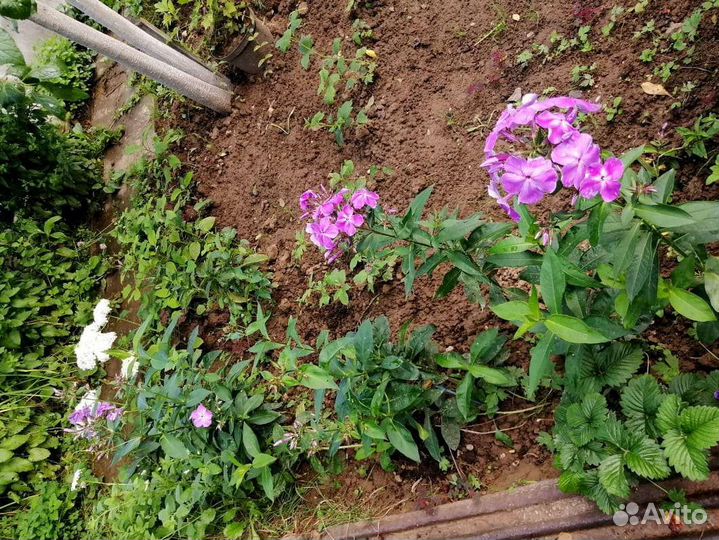 Флокс Игорь Тальков и др, гортензия, ромашка