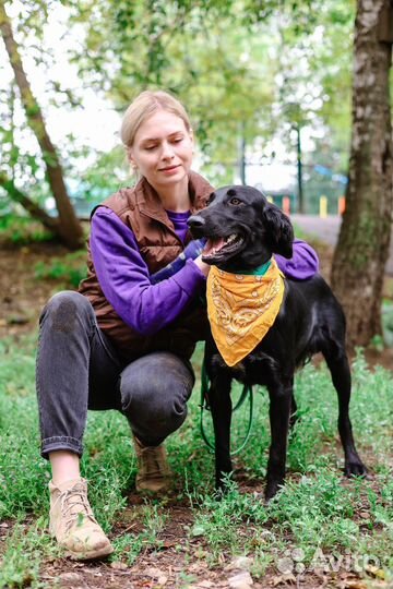 Собаки бесплатно