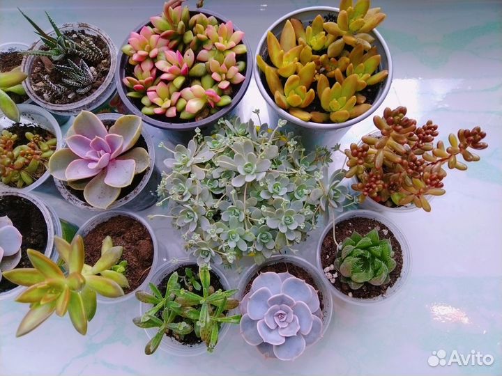 Суккуленты