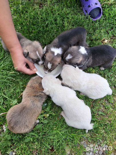 Щенки в добрые руки