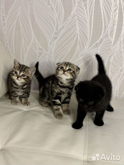 Вислоухие котята