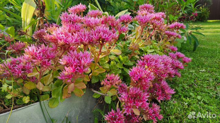 Очиток (два сорта)