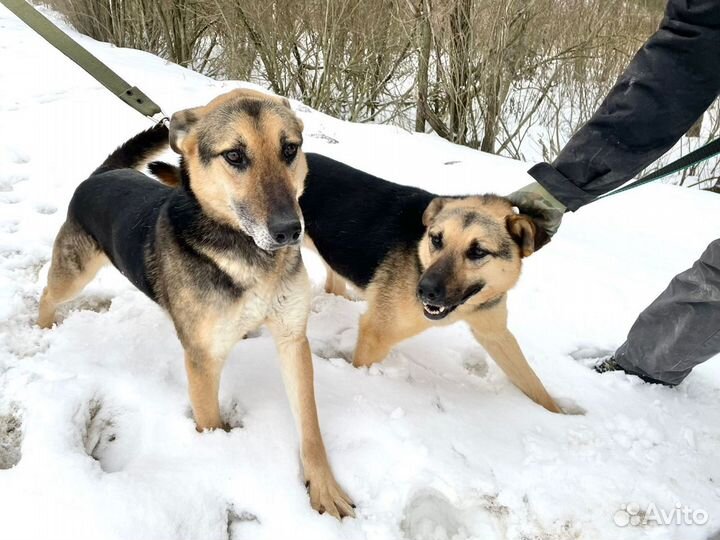 Супер братик с сестричкой, собаки из приюта