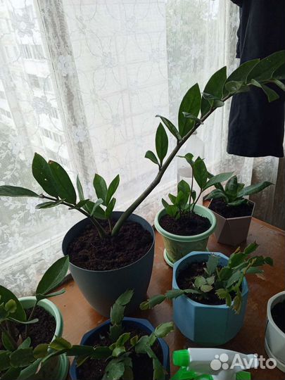 Замиокулькас