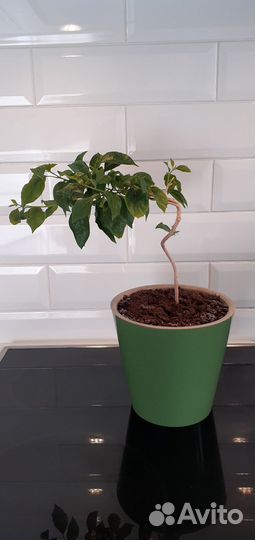 Комнатные растения цветы Бугенвиллия