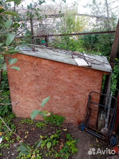 Собачья бутка