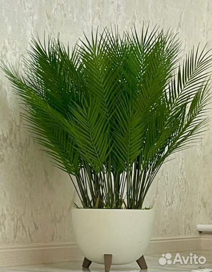 Кордилина
