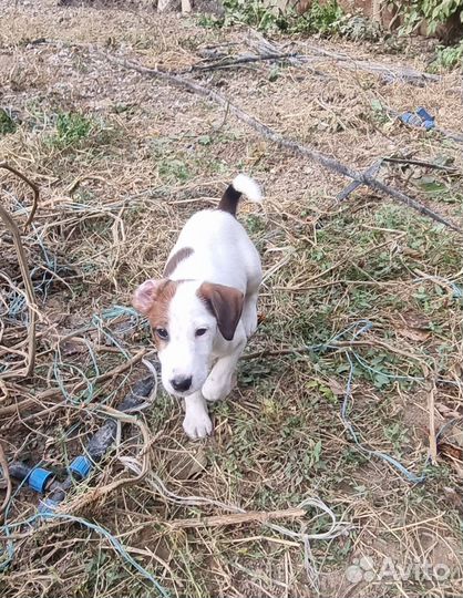 Фокстерьер