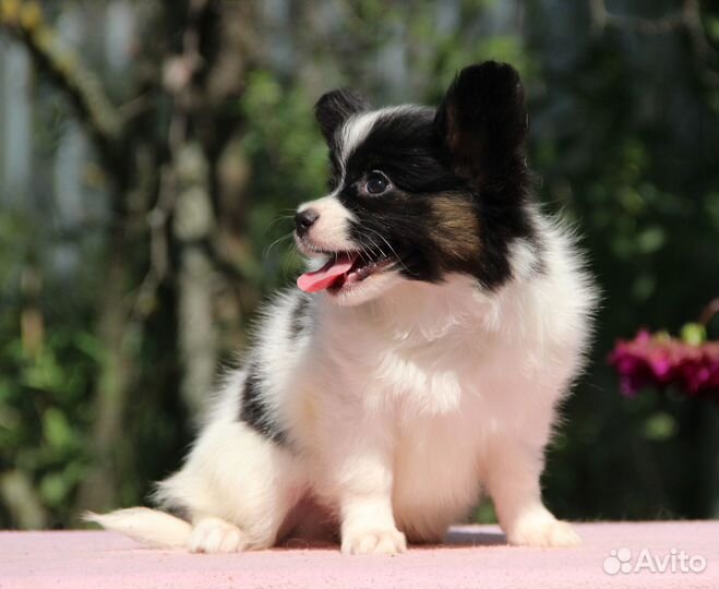 Щенки папийона