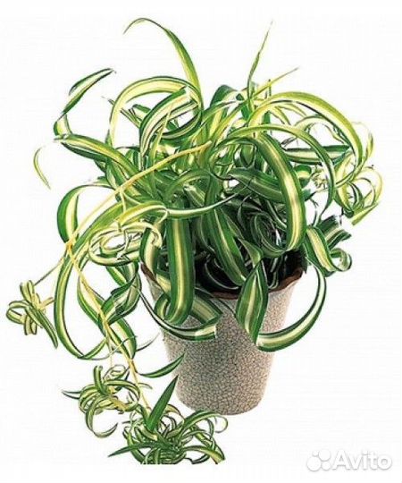 Хлорофитум кудрявый бонни