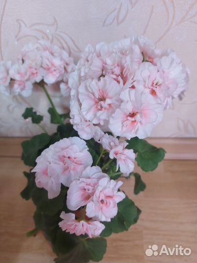 Пеларгония герань