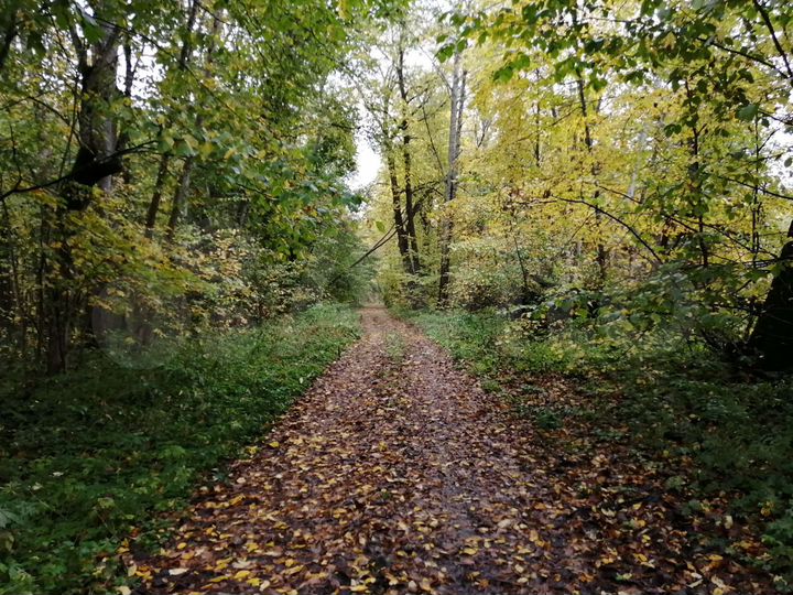 Участок 50 га (СНТ, ДНП)