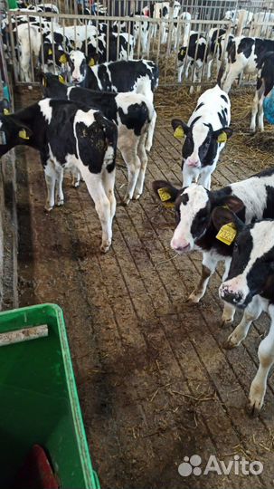 Телята бычки мясные