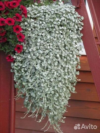 Дихондра серебристый водопад рассада