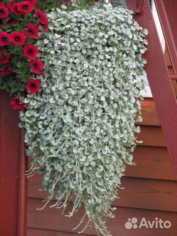 Дихондра серебристый водопад рассада