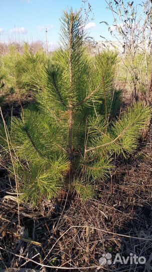 Саженцы хвойных и лиственных растений