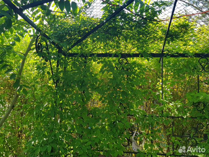 Лимонник китайский и др