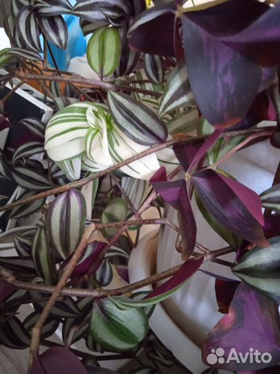 Отростки Традесканция