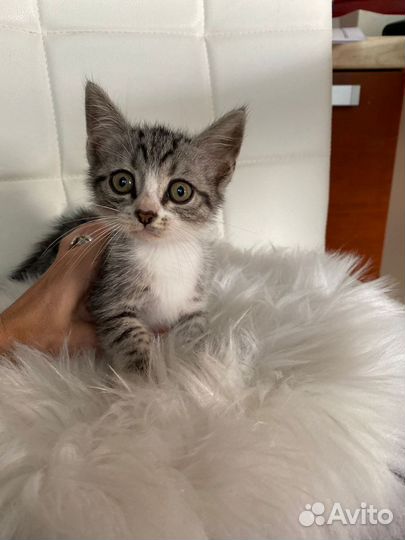 Котенок мальчик очаровательный в добрые руки