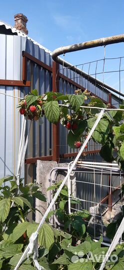 Малина саженцы