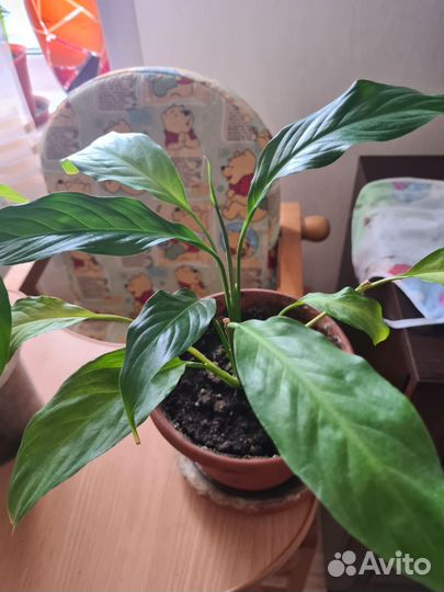 Комнатные растения и цветы