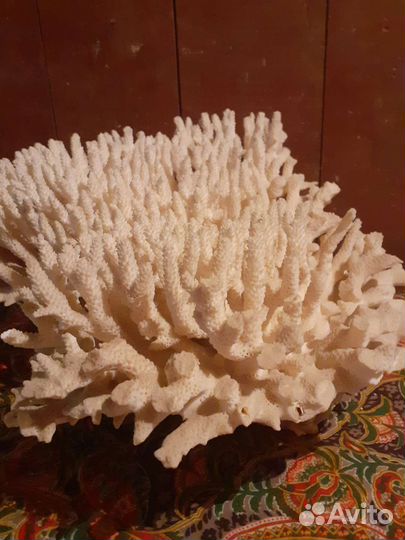 Коралл океанический болшой
