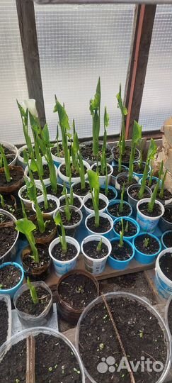 Белые каллы