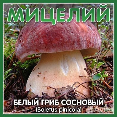 Мицелий Белых грибов (21 сорт) Boletus edulis