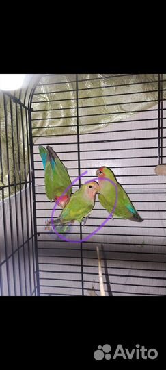 Неразлучники птенец