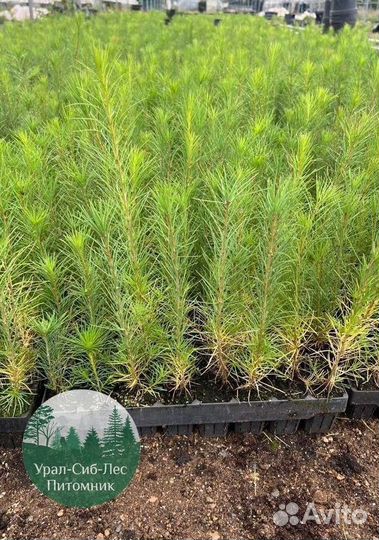 Сеянцы зкс Сосна окс Ель Лиственница Горная