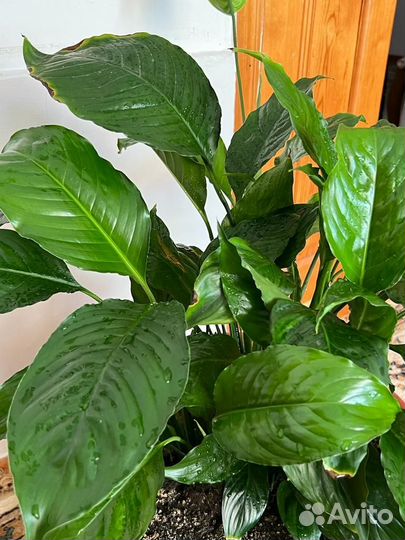 Спатифиллум