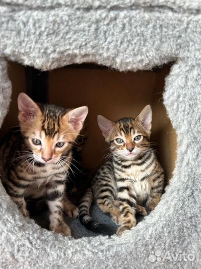 Бенгальские котята