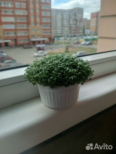 Микрозелень