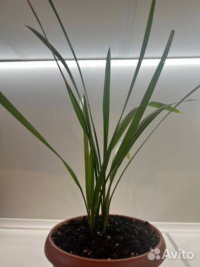 Пальма домашняя