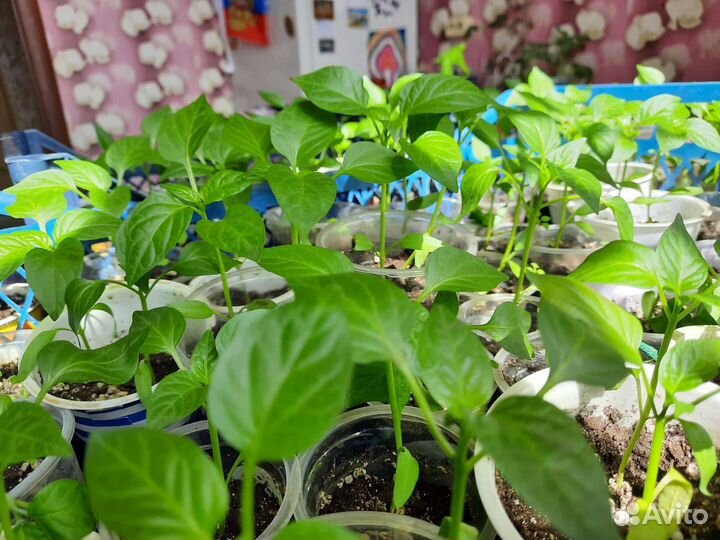 Рассада сладкого перца