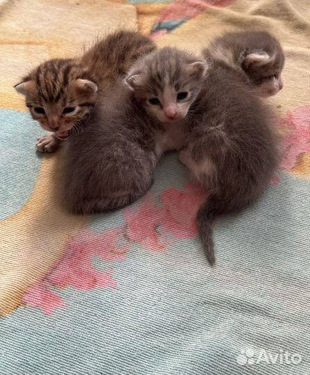 Котята