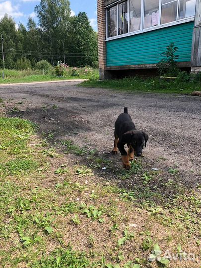 Продам щенка Добермана