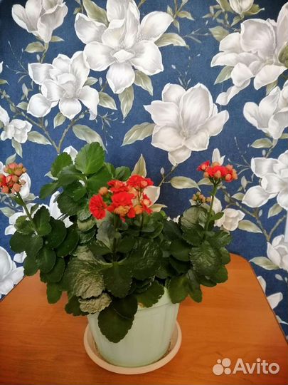 Комнатные растения цветы