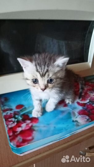 Британская кошка