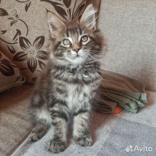 Котята мейн-кун мальчик