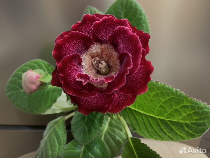 Глоксиния ен-Тома