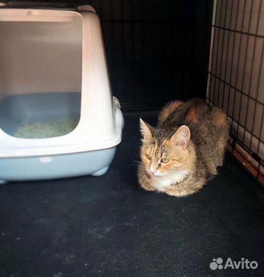 Невзрачная, но очень ласковая кошечка в дар