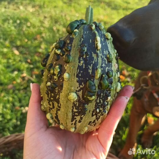 Тыква декоративная