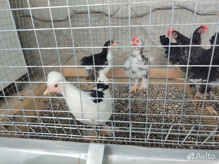 Декоративные курочки