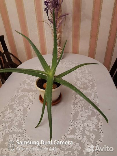 Алоэ Вера растение