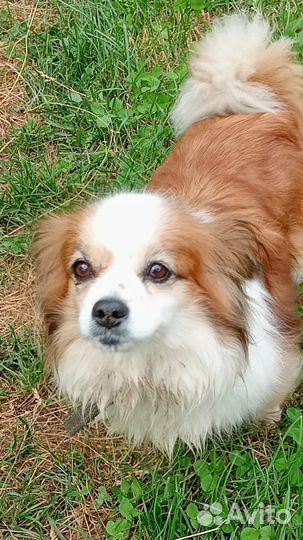 Бусинка, маленькая собачка для спокойных людей