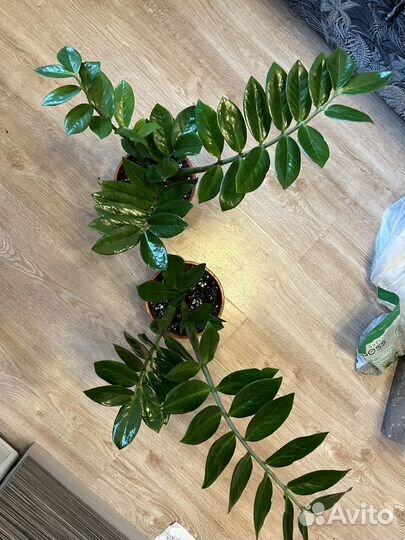 Замиокулькас