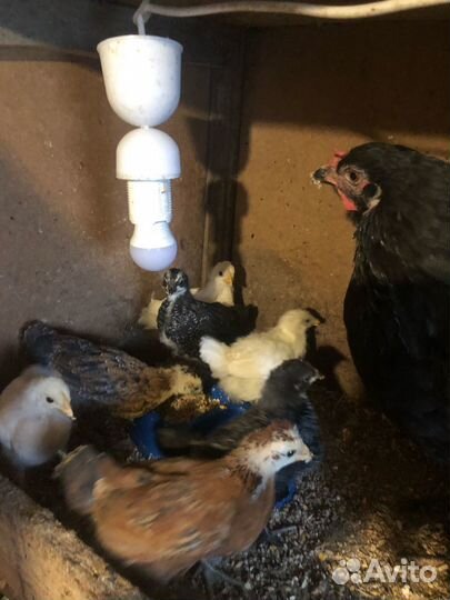 Кура-наседка и цыплята подрощенные